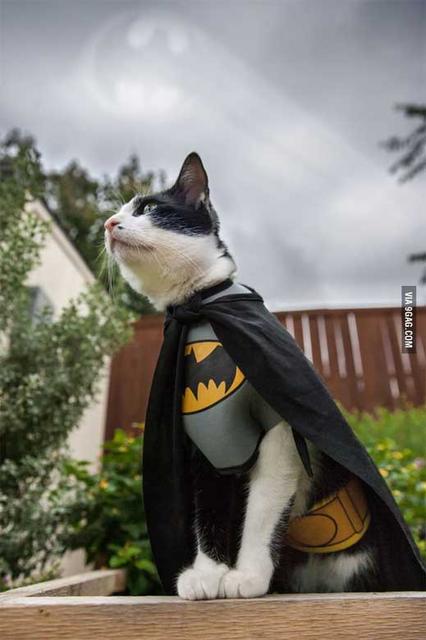 BatCat10312013