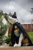 BatCat10312013