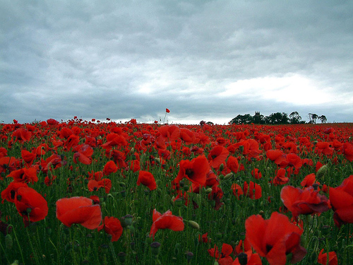 flanders-poppies