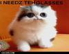 LolCat-NeedzGlasses