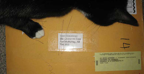 Dammit Cat!: This image also has the address to not use