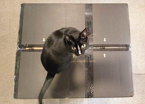 It came in a large box. Cat for scale.