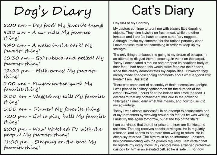 catdogdiary