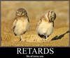 retarded owls